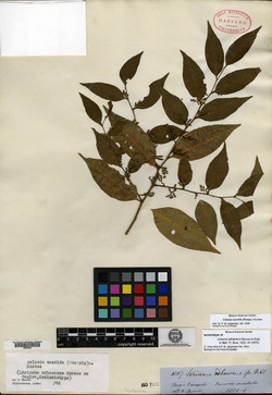 Dulacia pauciflora image