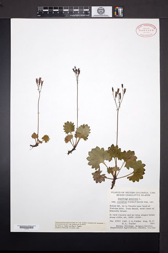 Saxifraga nelsoniana subsp. nelsoniana image