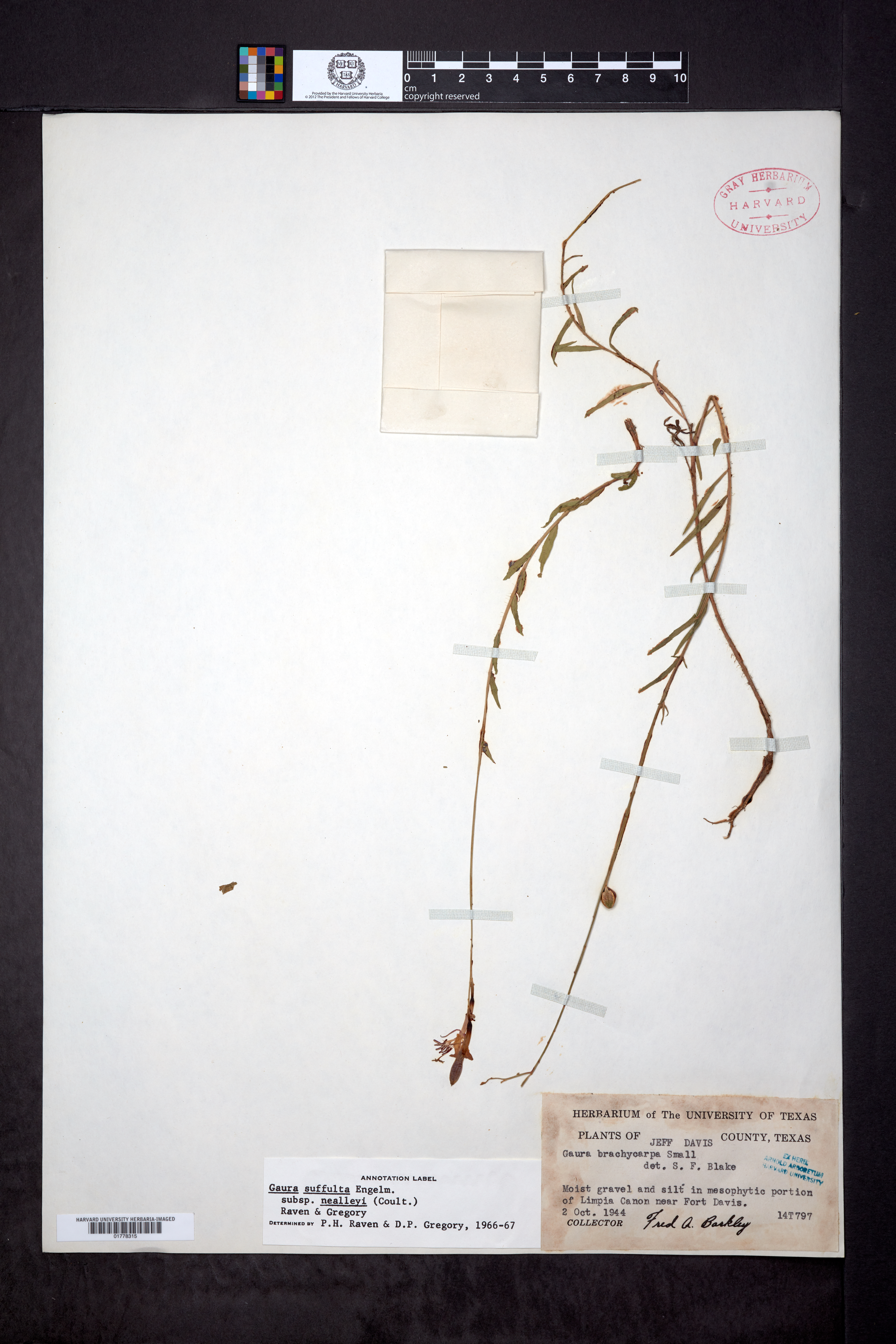 Oenothera suffulta subsp. nealleyi image