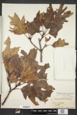 Quercus rubra var. ambigua image