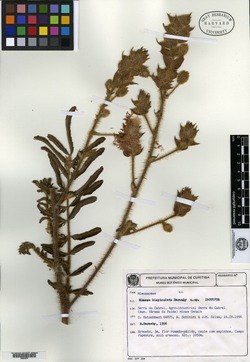 Mimosa callosa var. microphylla image