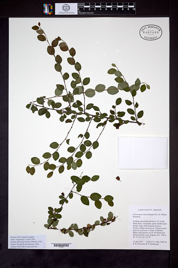 Cotoneaster nitens image