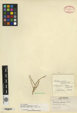 Nardophyllum deserticola image