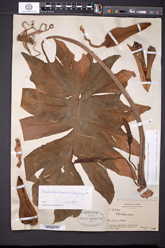 Philodendron lacerum image