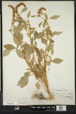 Amaranthus caudatus image