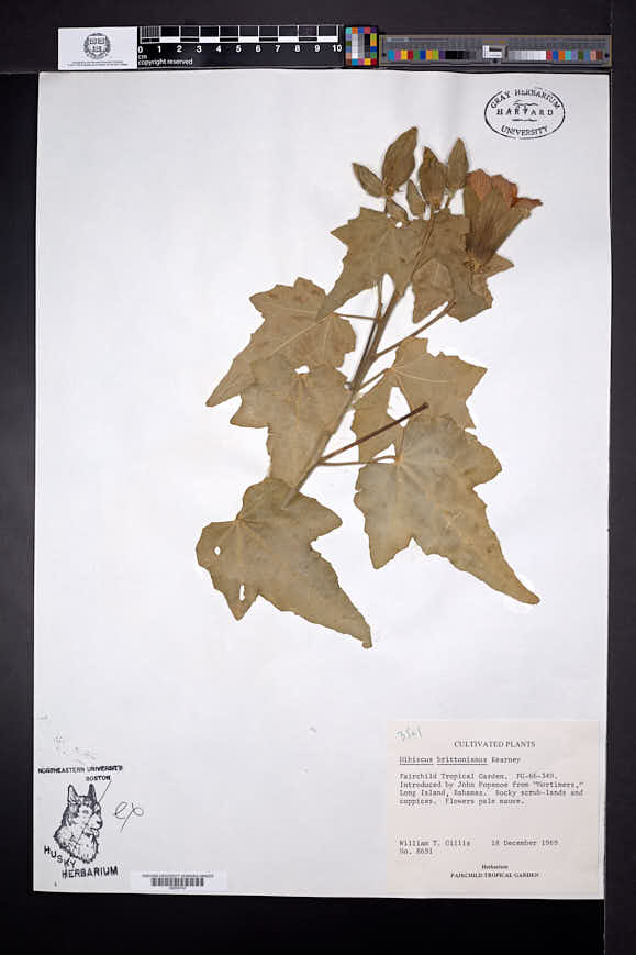 Hibiscus clypeatus image