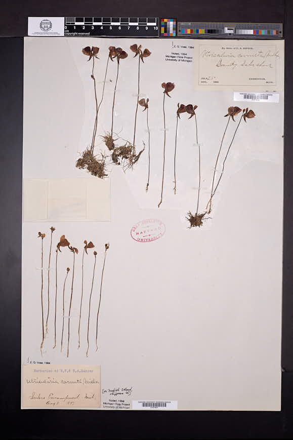 Utricularia cornuta image