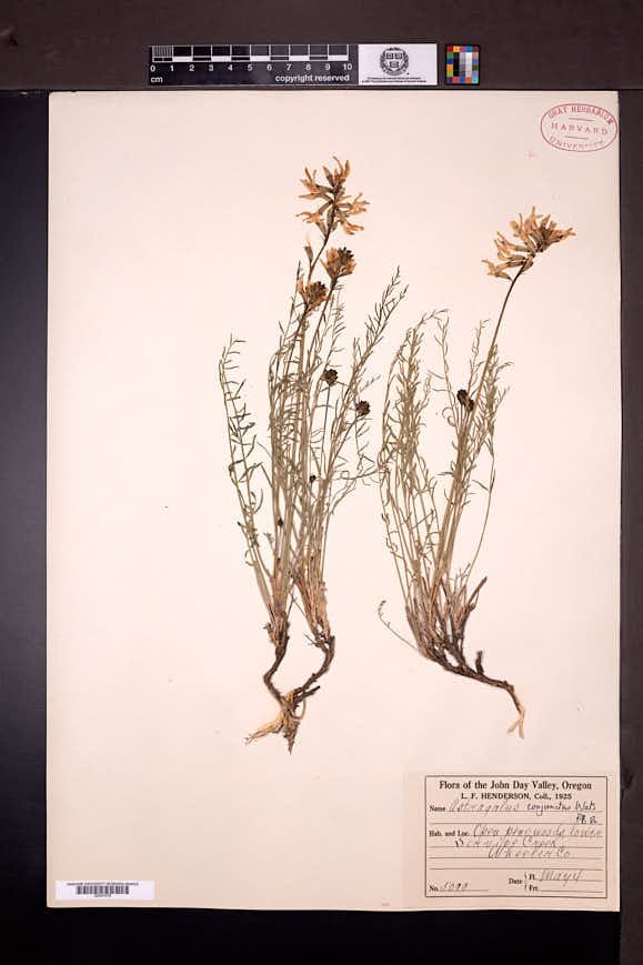 Astragalus conjunctus image