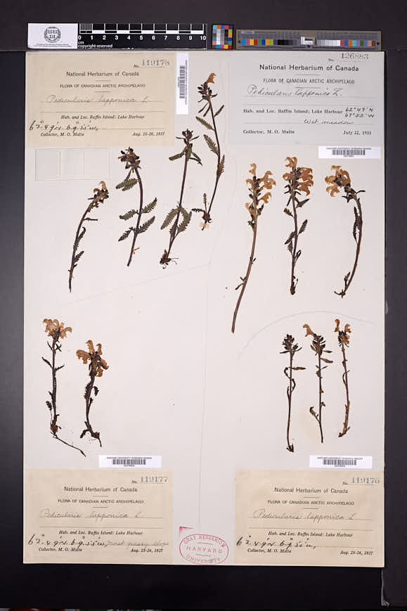 Pedicularis lapponica image