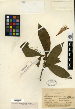 Aphelandra pharangophila image