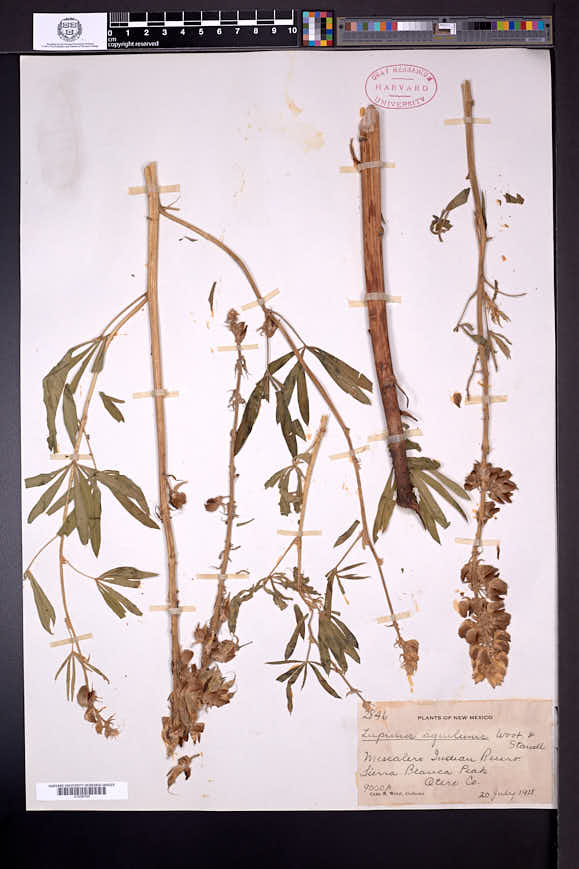 Lupinus sierrae-blancae subsp. aquilinus image