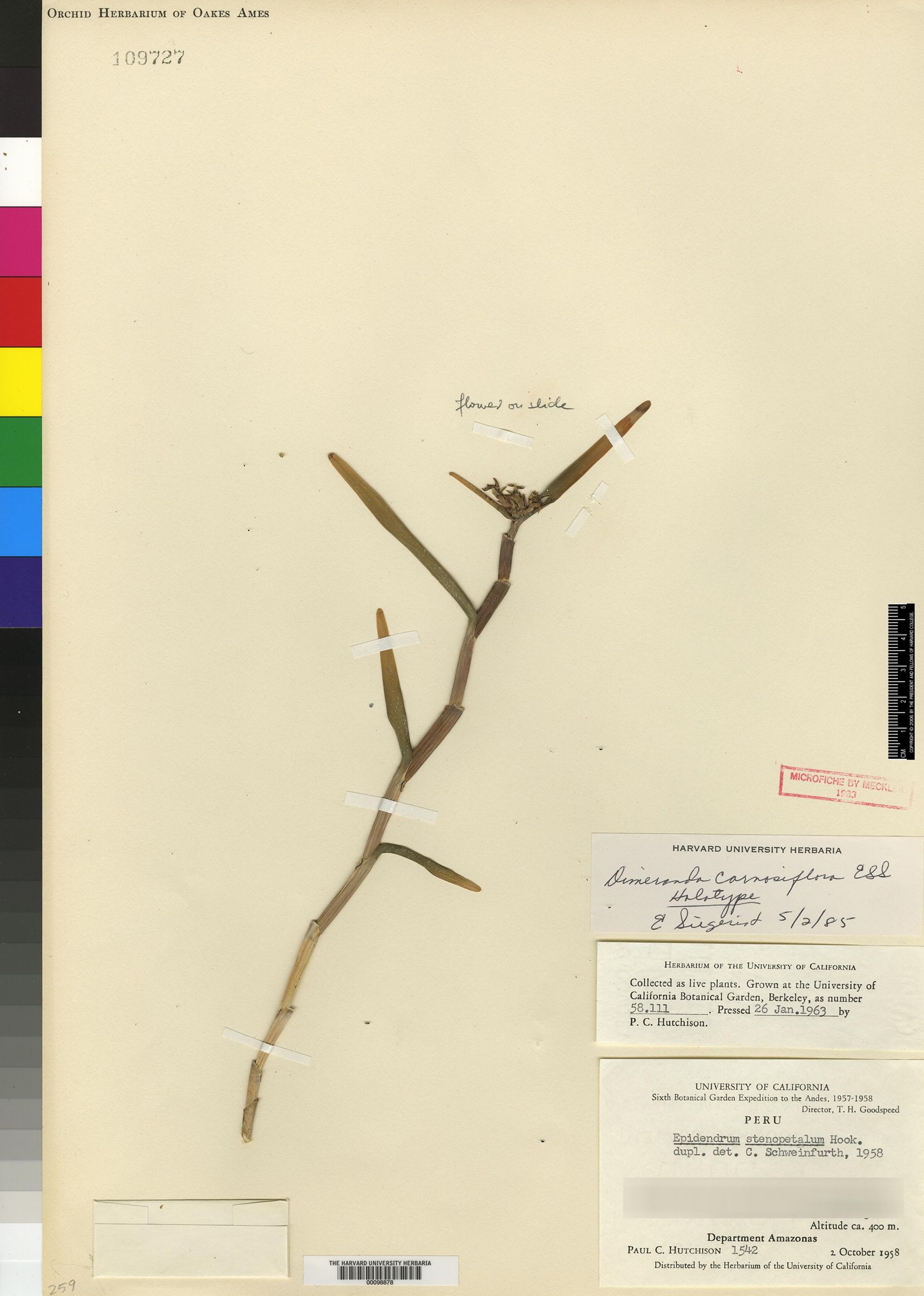 Dimerandra carnosiflora image