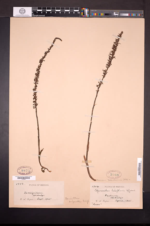 Mesadenus polyanthus image