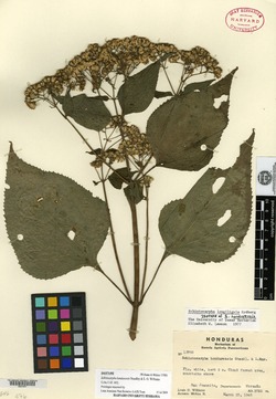 Schistocarpha hondurensis image