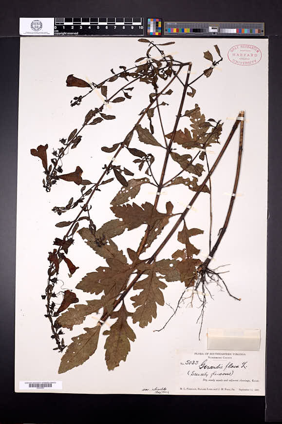 Aureolaria flava subsp. reticulata image