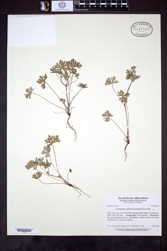 Geranium sphaerospermum image