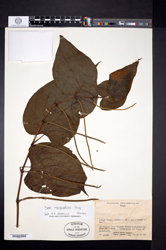 Piper marginatum image