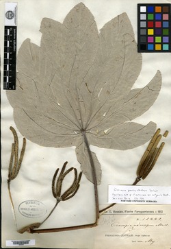 Cecropia ficifolia image