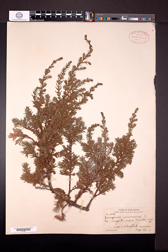 Juniperus communis var. megistocarpa image