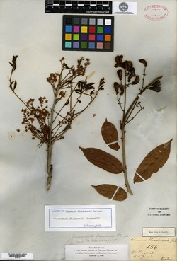 Rourea fluminensis image