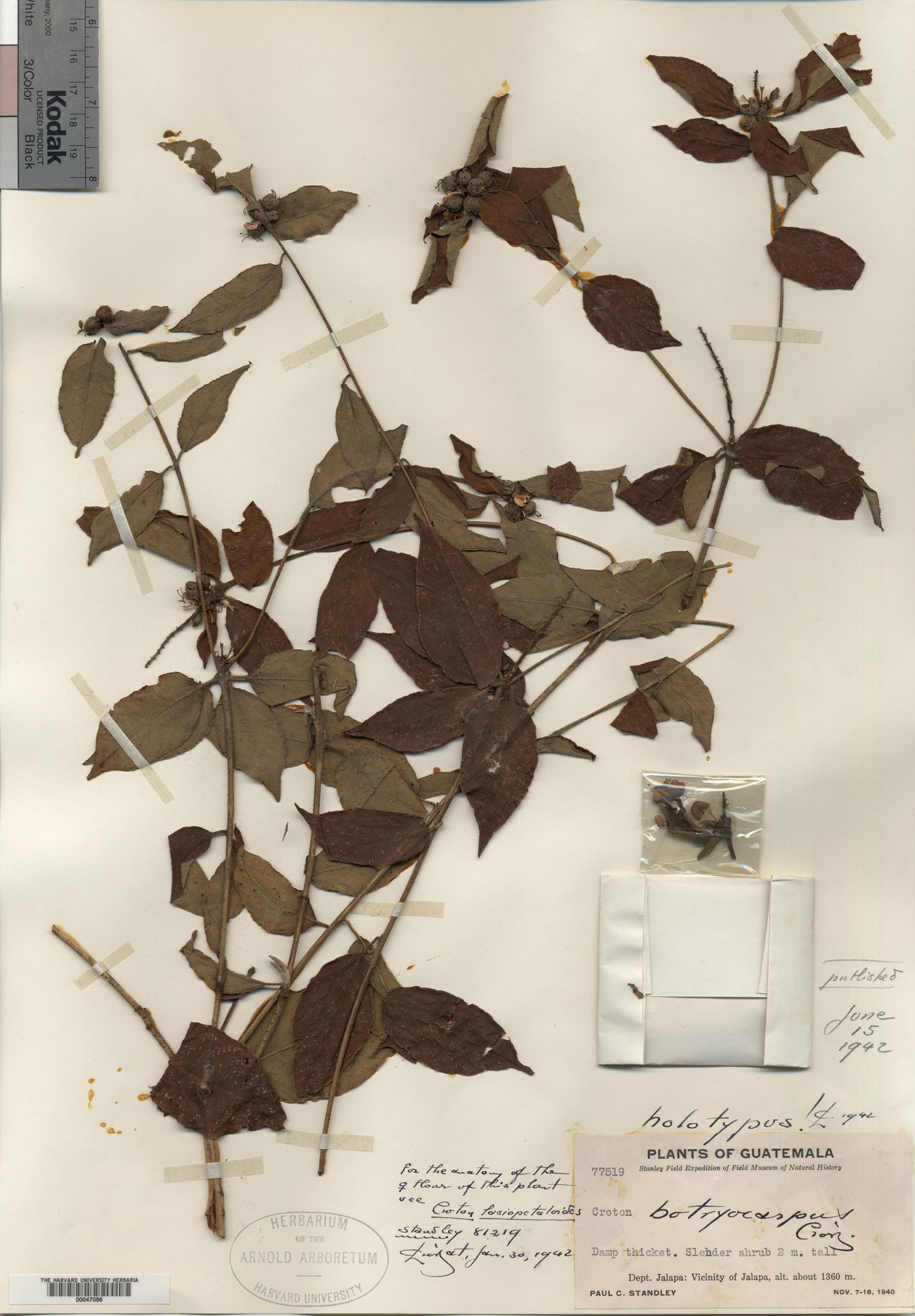 Croton botryocarpus image