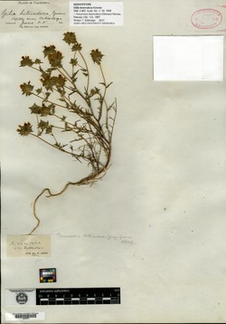 Gilia heterodoxa image
