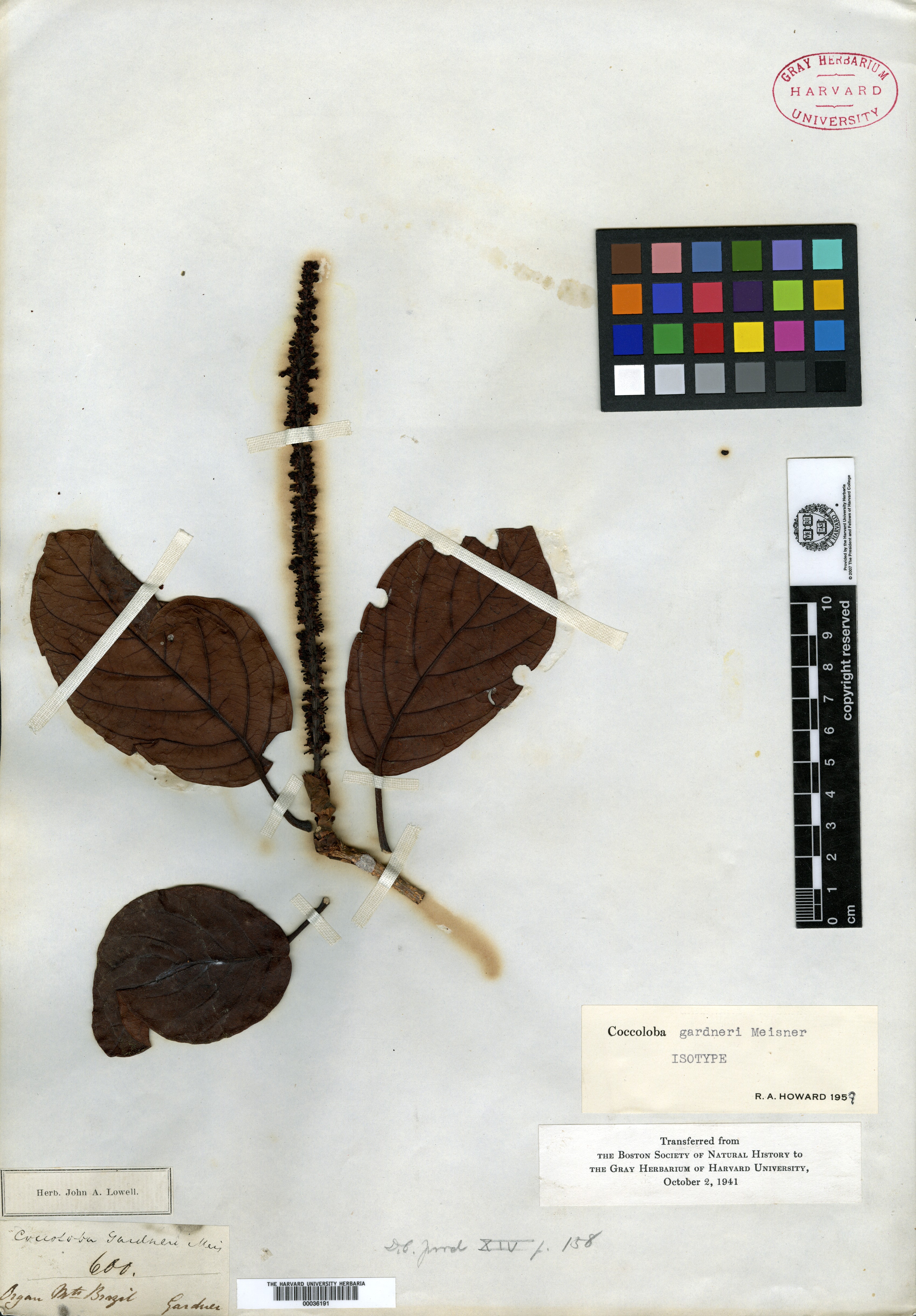 Coccoloba arborescens image