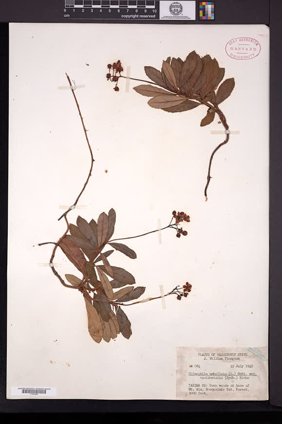 Chimaphila umbellata var. occidentalis image