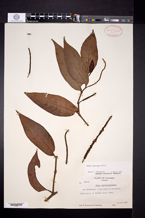 Piper arboreum image