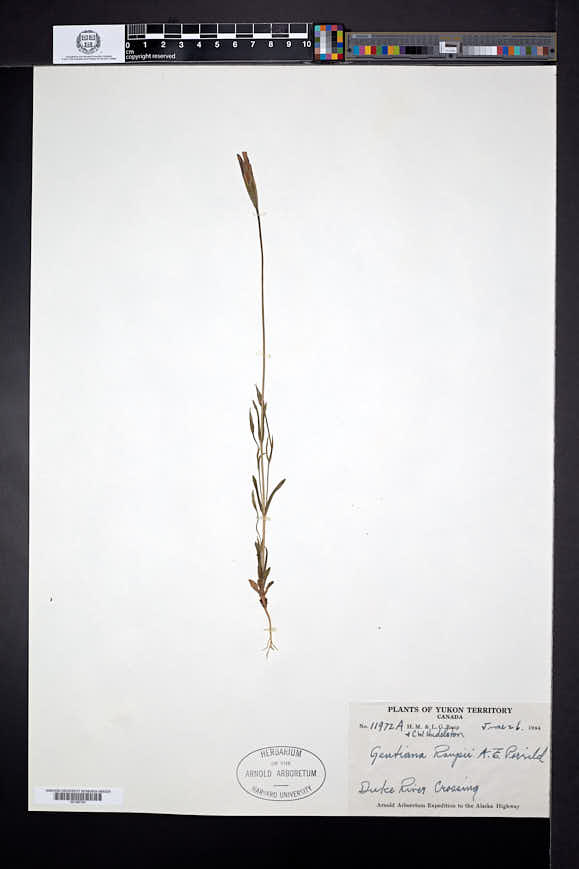 Gentianopsis barbata image