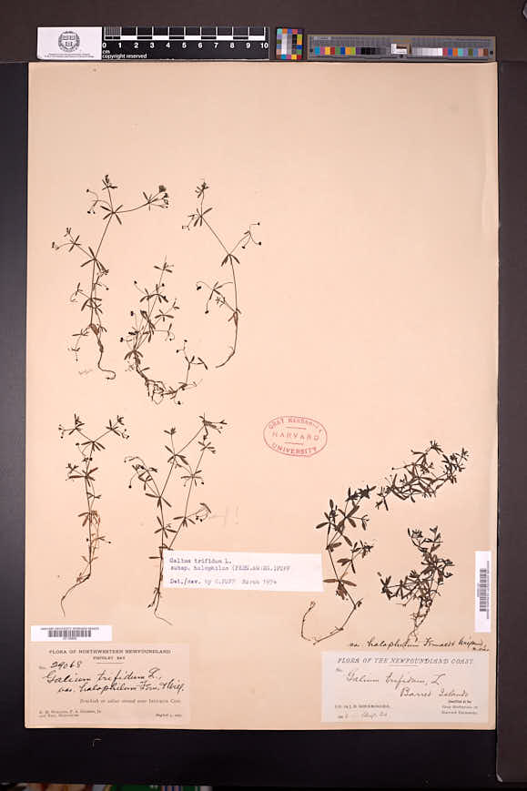 Galium trifidum subsp. halophilum image