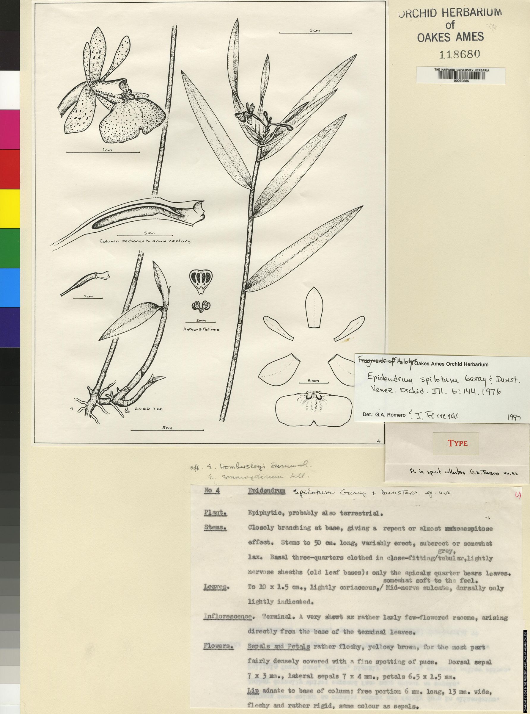 Epidendrum spilotum image