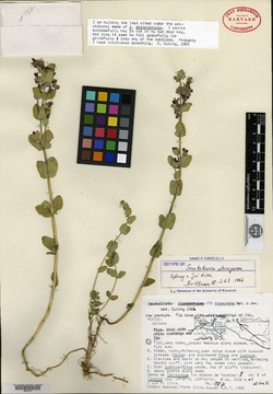 Scutellaria atrocyanea image