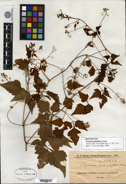 Serjania minutiflora image