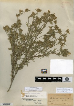 Swartzia amplifolia image