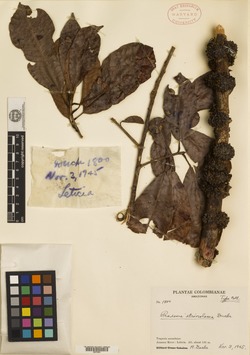 Pradosia atroviolacea image