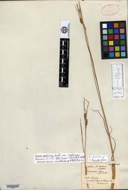 Carex lanceata image