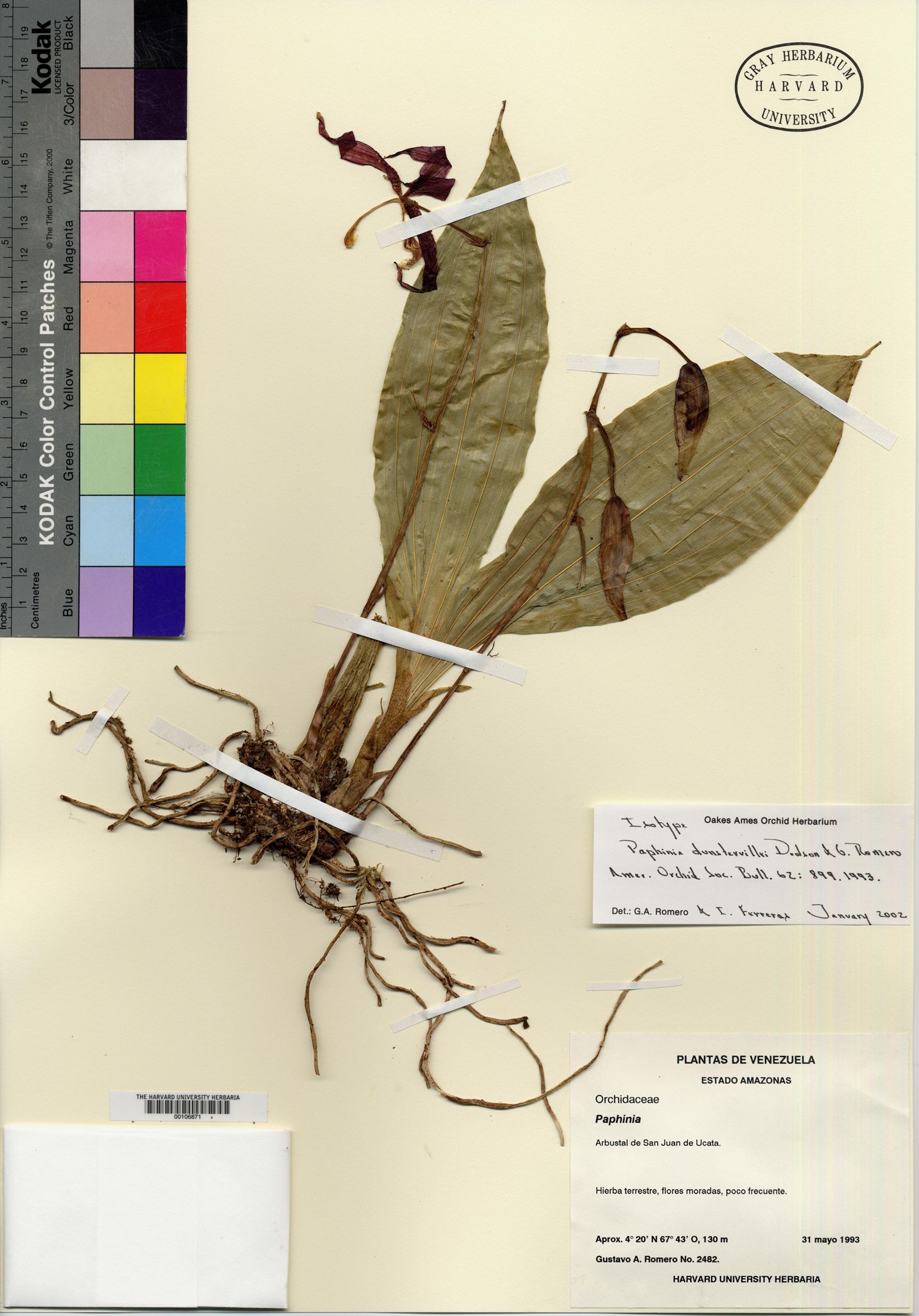 Paphinia dunstervillei image
