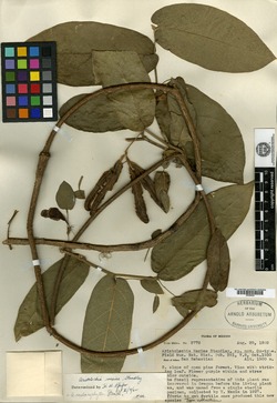 Aristolochia malacophylla image