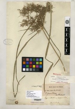 Cyperus odoratus subsp. odoratus image