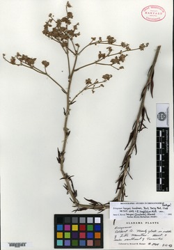 Eriogonum harperi image
