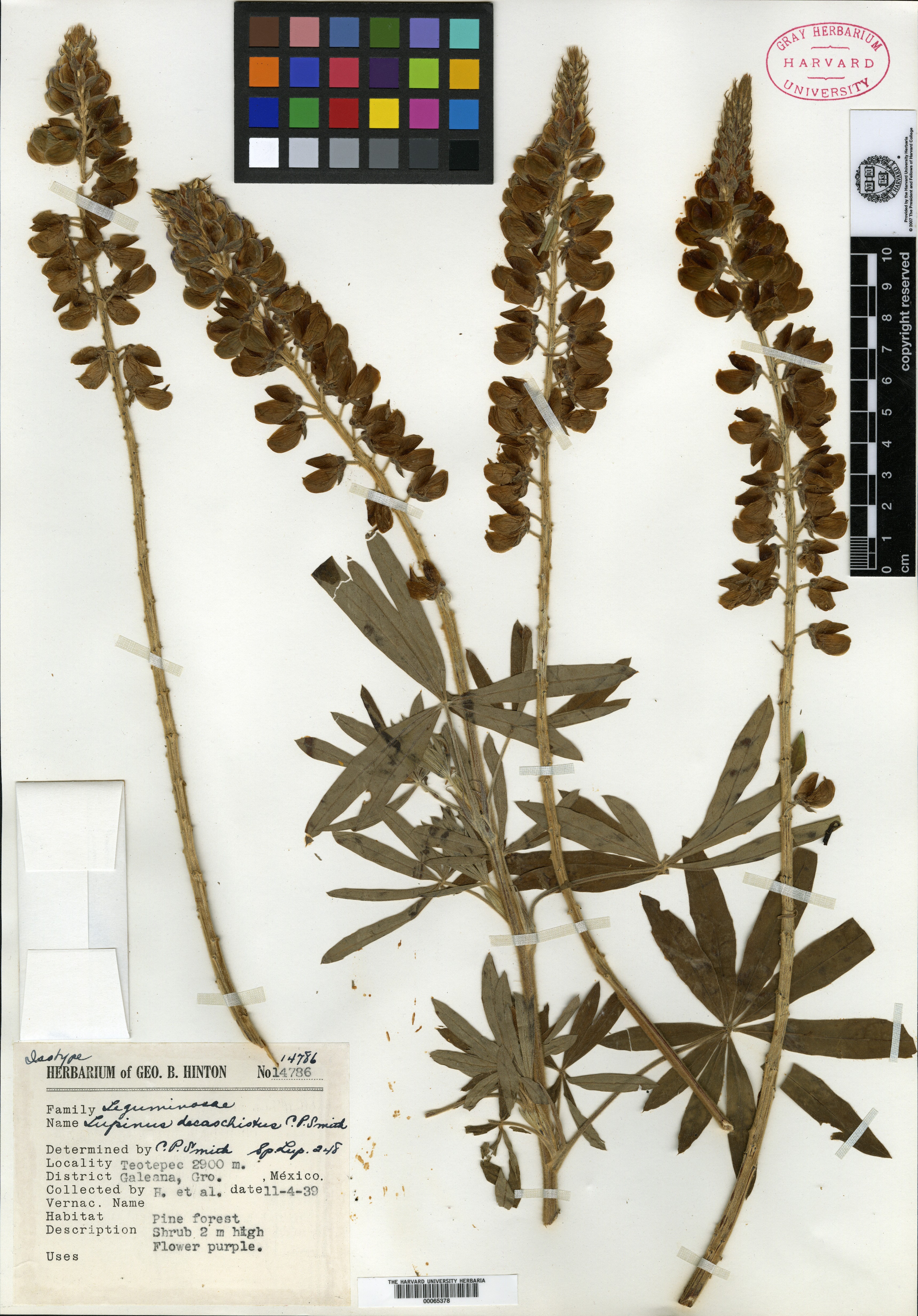 Lupinus decaschistus image