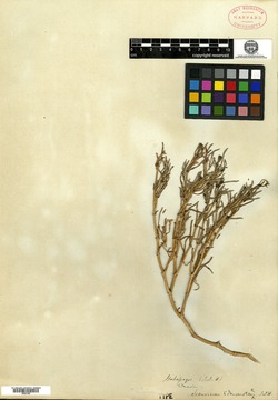 Sesuvium edmonstonei image
