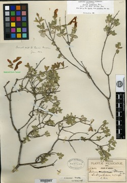 Salvia oaxacana image