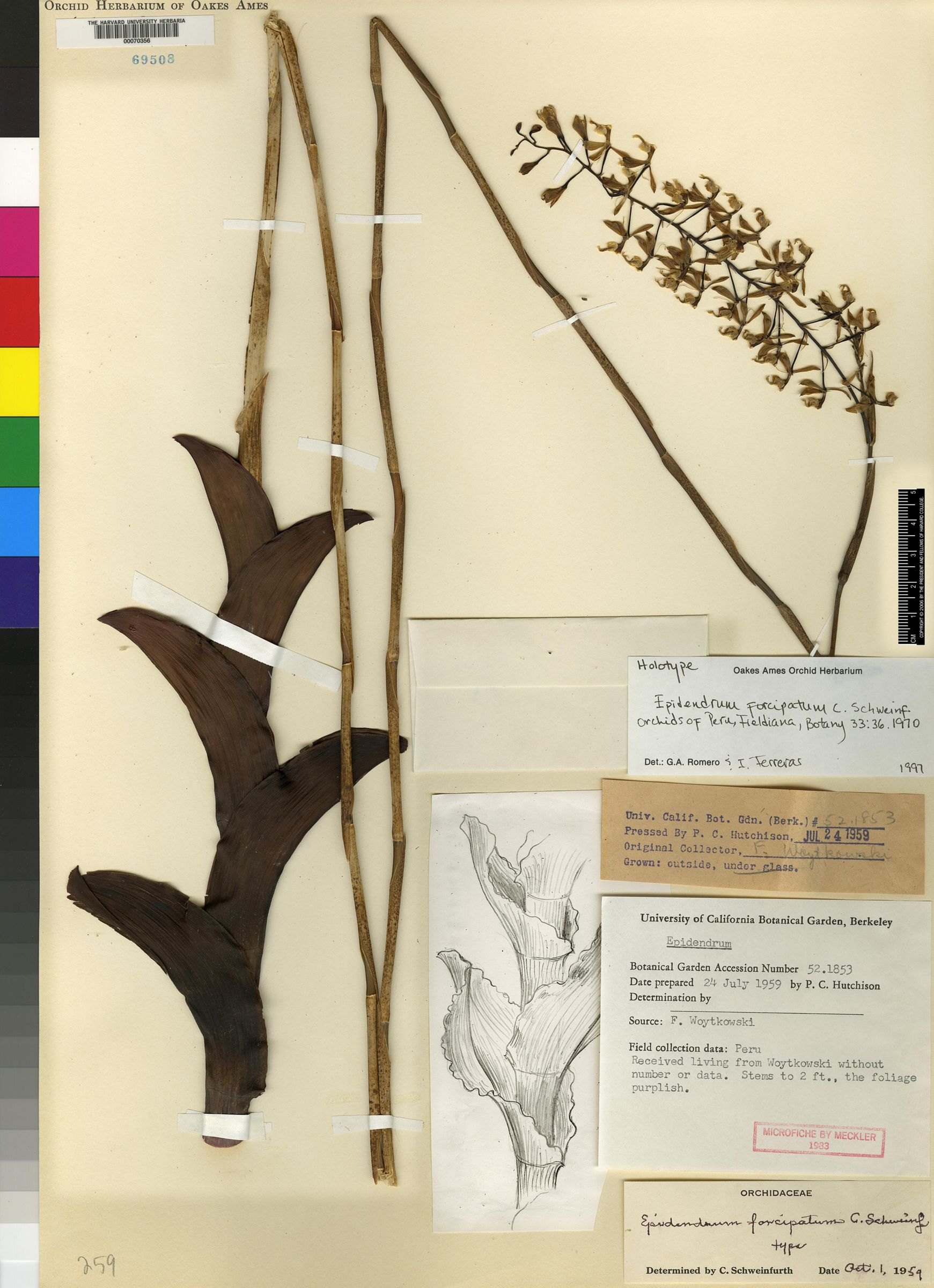 Epidendrum forcipatum image