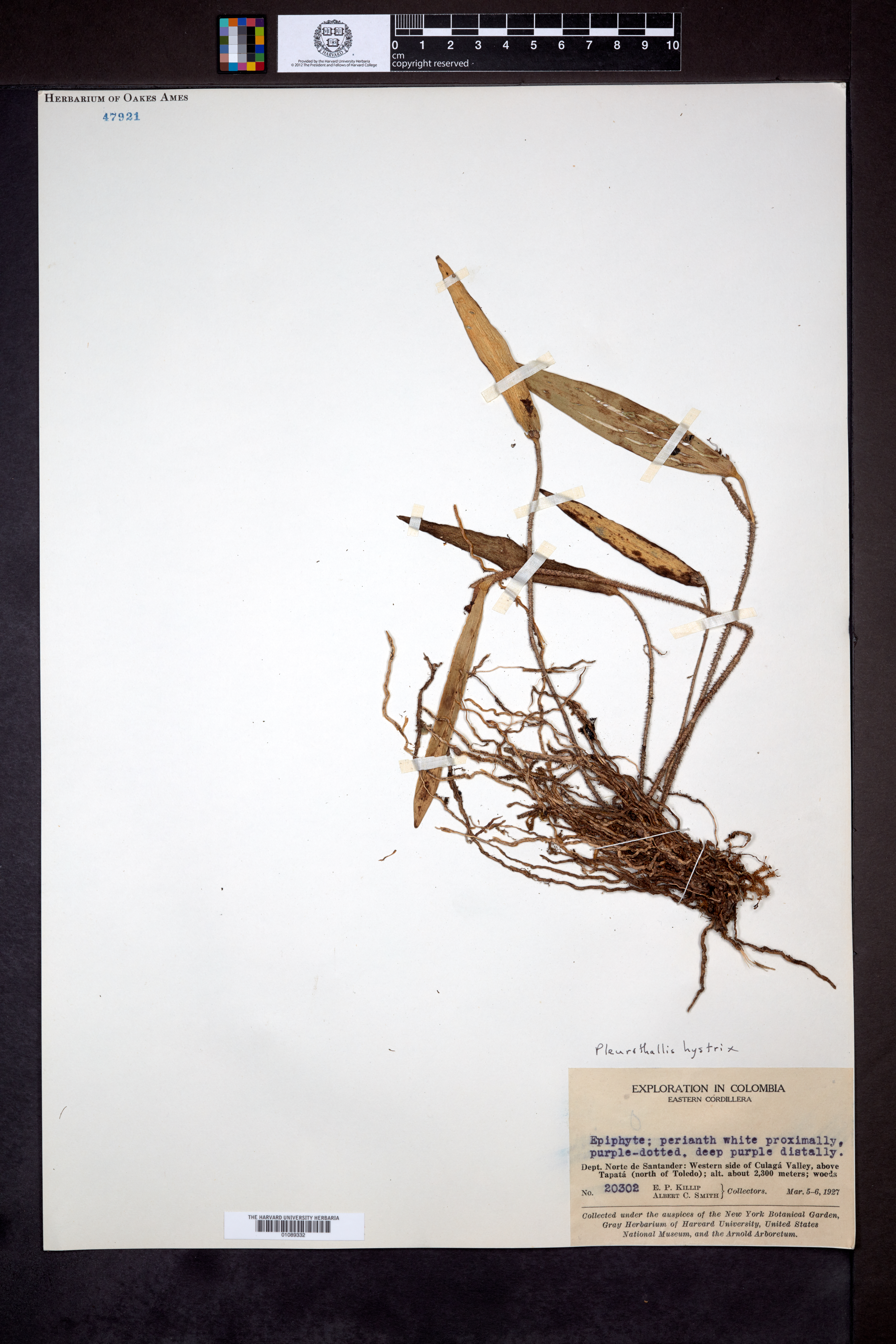 Myoxanthus hystrix image