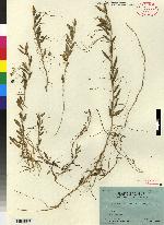 Lepanthes mesochlora image