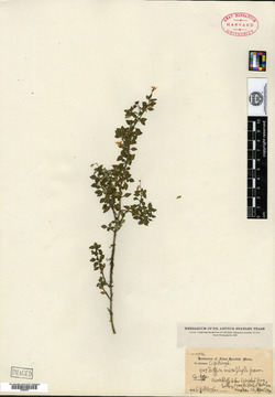 Deppea microphylla image