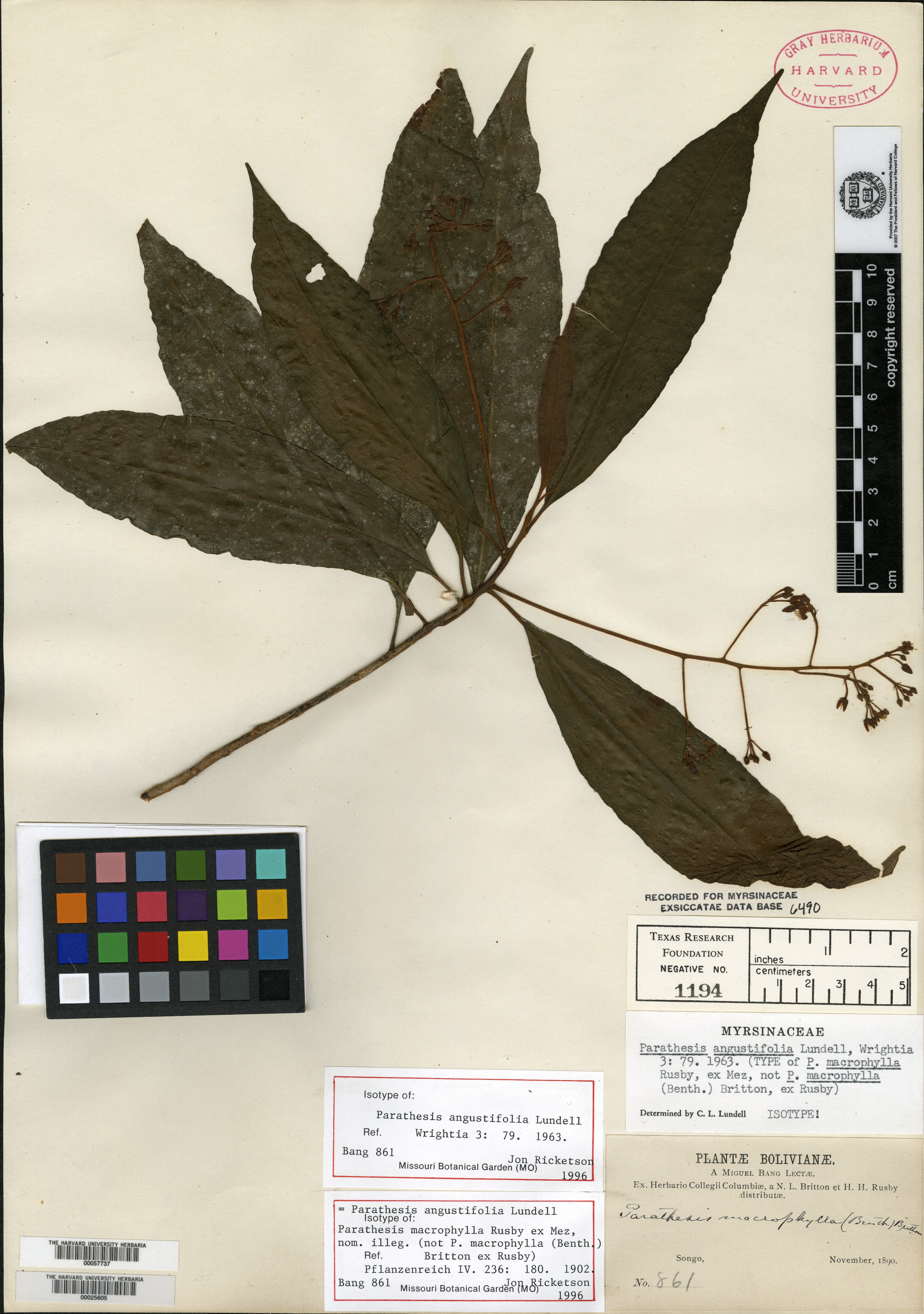 Parathesis tenuifolia image