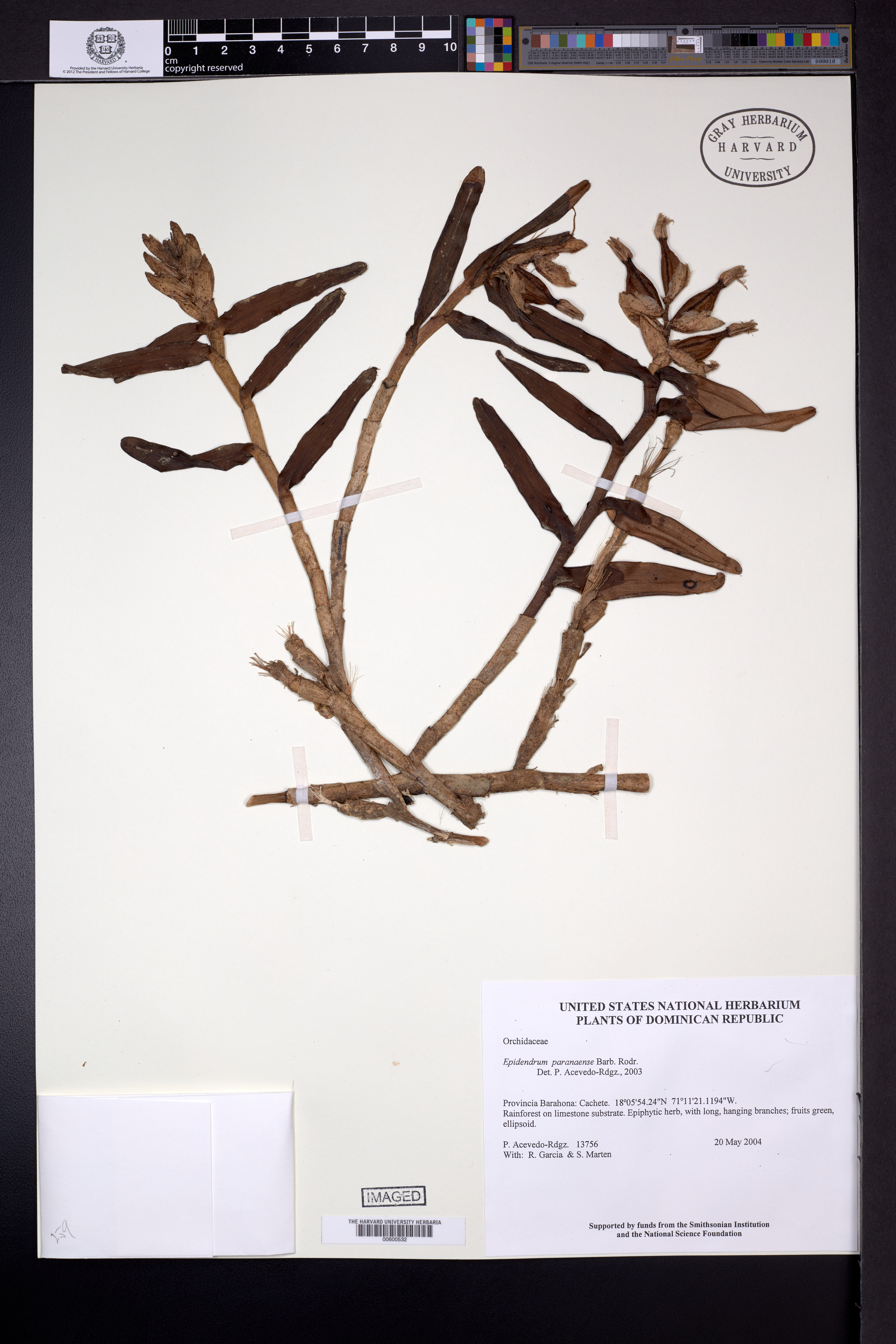 Epidendrum paranaense image